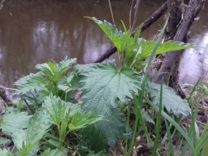 Лекарственное растение крапива
