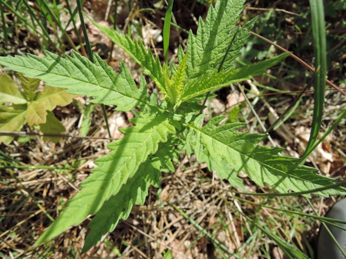 Крапива двудомная