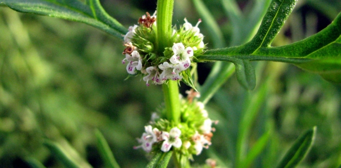 Зюзник виргинский