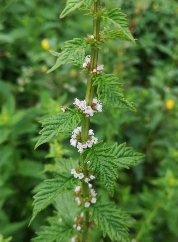 Зюзник виргинский