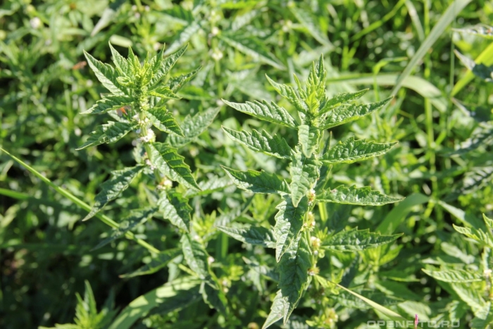 Chenopodium ambrosioides