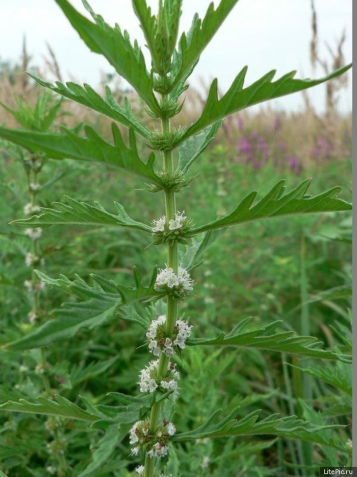 Зюзник европейский