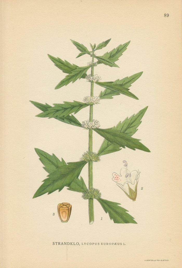 Пустырник пятилопастный фармакогнозия