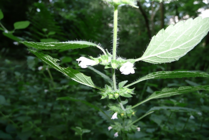 Крапива яснотка белая