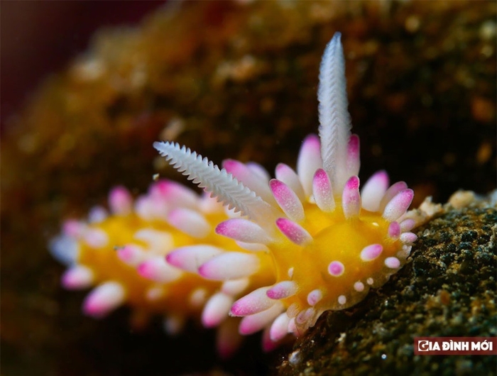 Морской слизень голожаберный моллюск