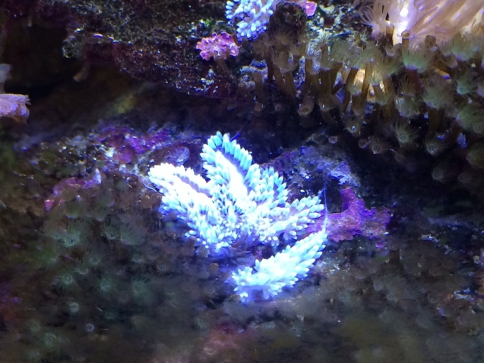 Шестилучевые коралловые полипы