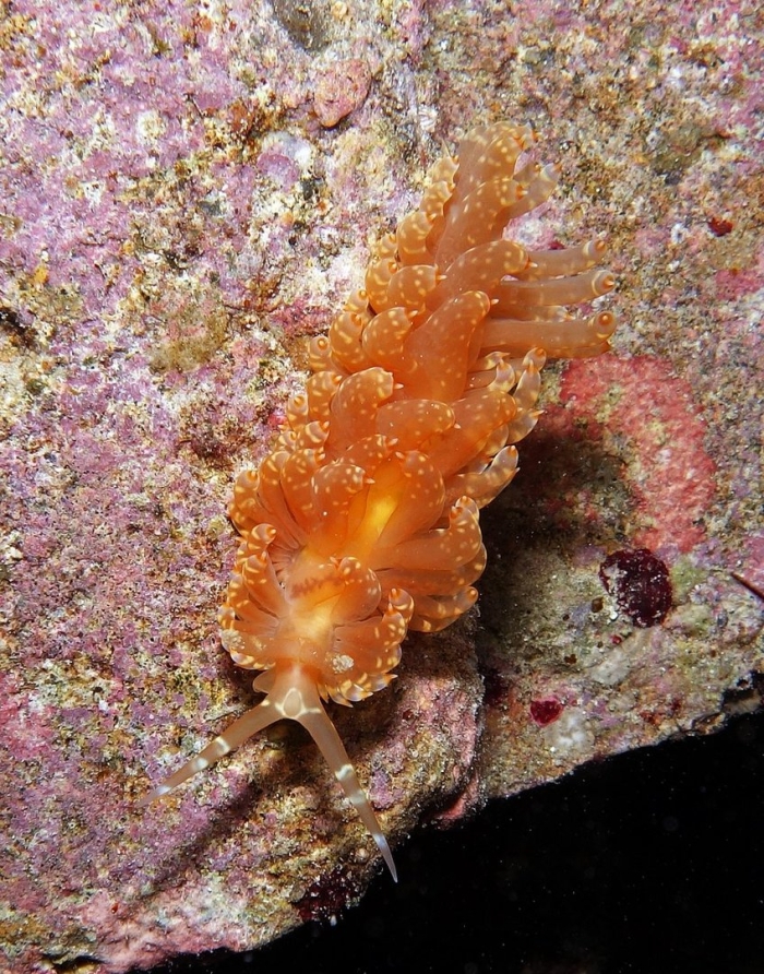 Голожаберный моллюск бергия