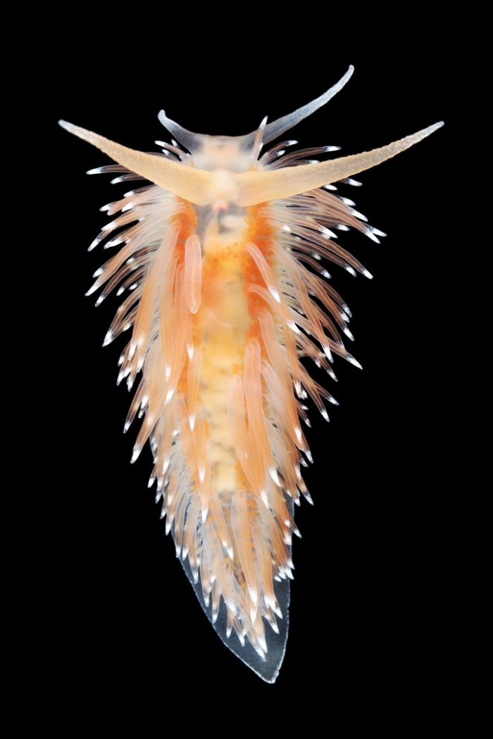 Полярис голожаберный моллюск