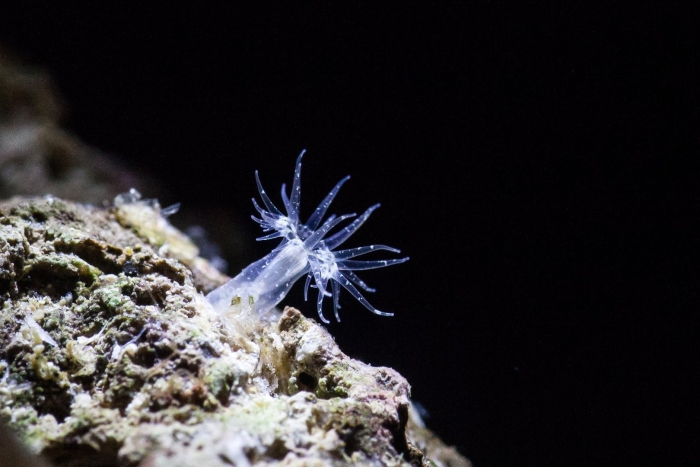 Cynomorium songaricum