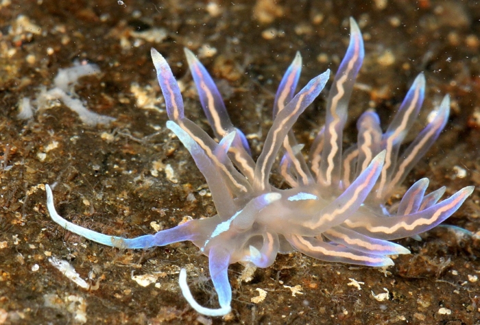 Phyllodesmium opalescens