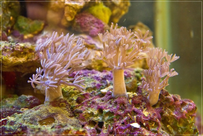 Морские кораллы