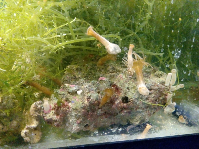 Гидра пресноводная обыкновенная