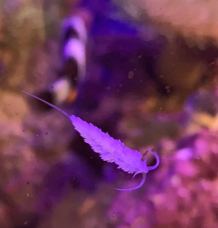 Flabellina affinis