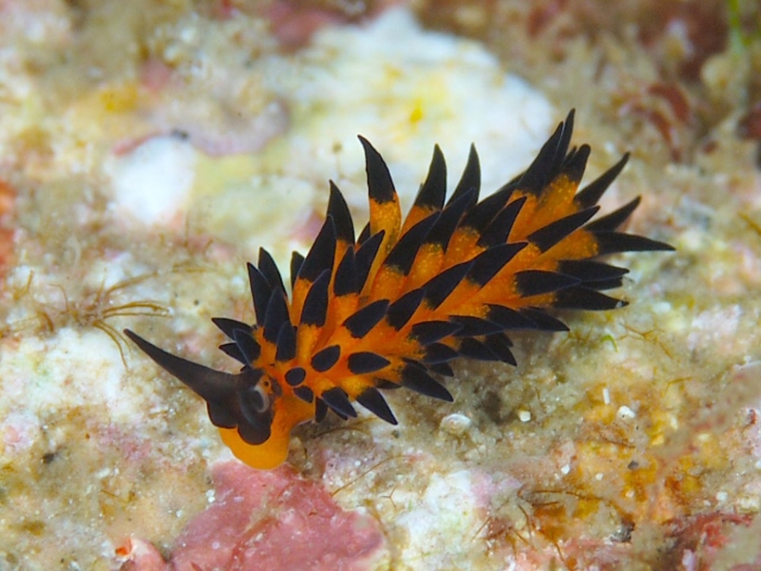 Морской слизняк jorunna parva