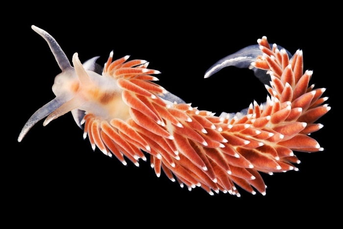 Голожаберный моллюск корифелла