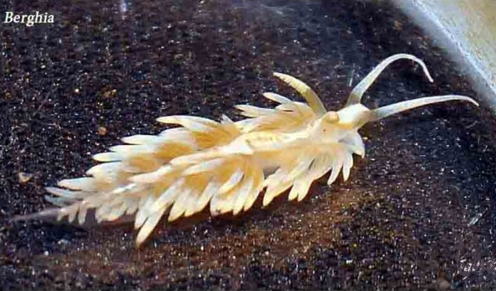 Морские беспозвоночные