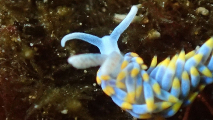 Бергия голожаберник