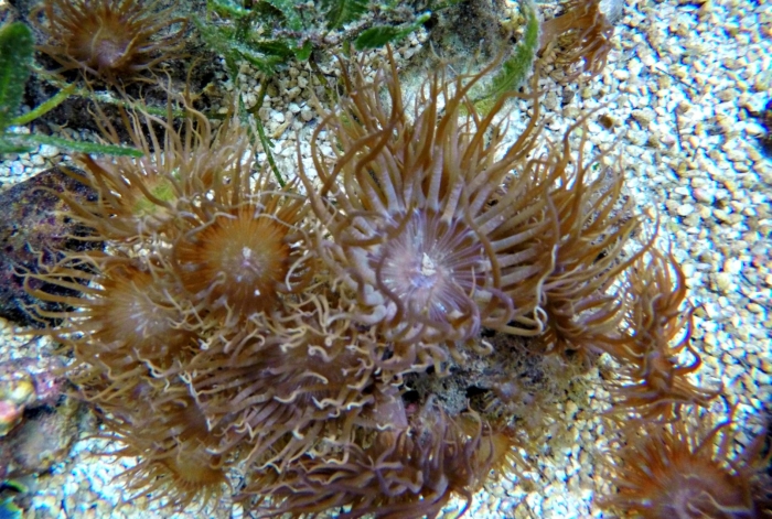 Sea anemone