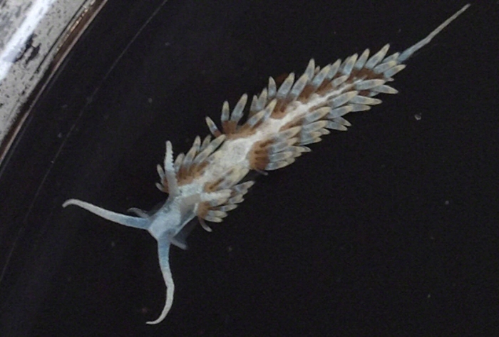 Berghia verrucicornis