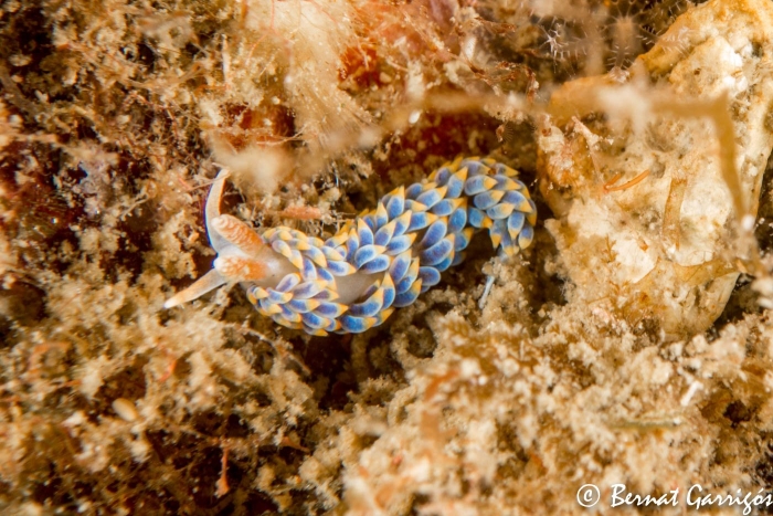 Бергия голожаберник