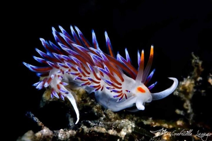 Голожаберный моллюск главк