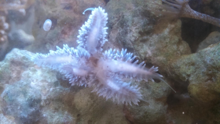 Морская звезда