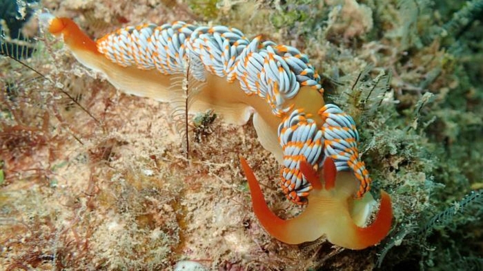 Hermissenda nudibranch