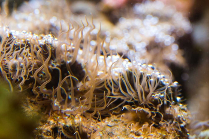 Актиния песчаная