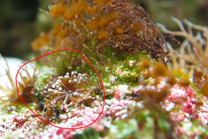 Бергия аквариум