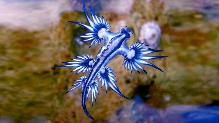 Морской слизняк голубой дракон