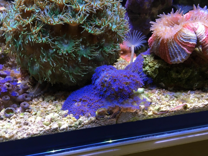 Морской риф аквариум