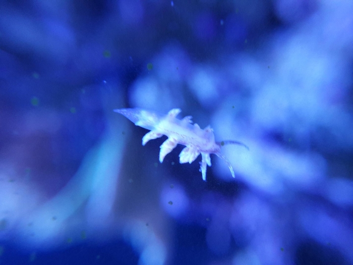 Морской слизняк голожаберник