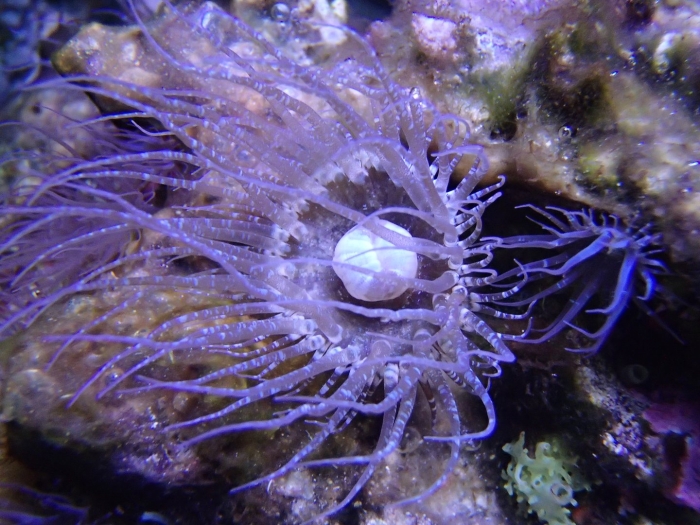 Коралловые полипы актиния