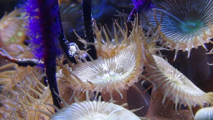 Актинля аквариум морские
