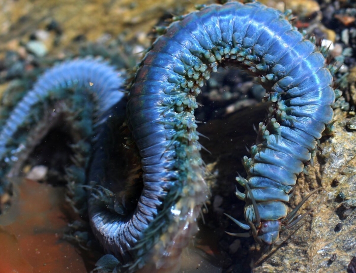 Морские многощетинковые кольчатые черви