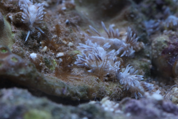 Анемоны айптазия