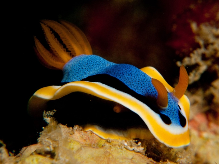 Chromodoris annae