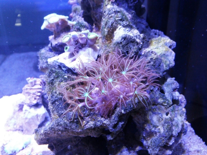 Актиния гетерактис малу