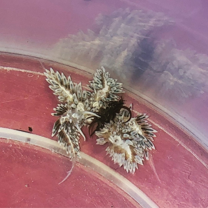 Голожаберник бергии