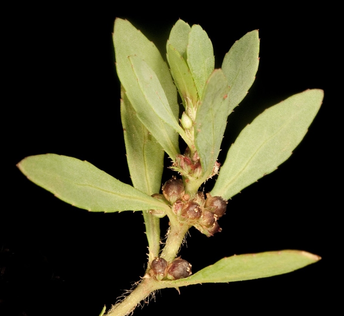 Euphorbia maculata