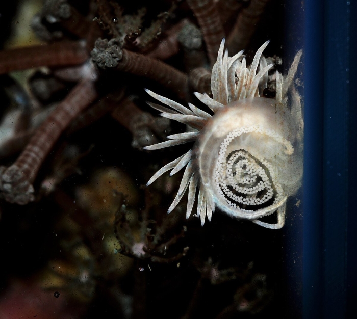 Морская анемона