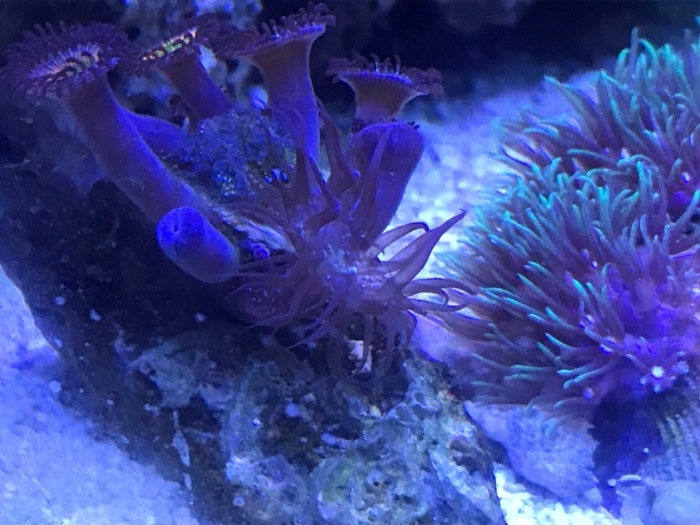 Маленький морской аквариум