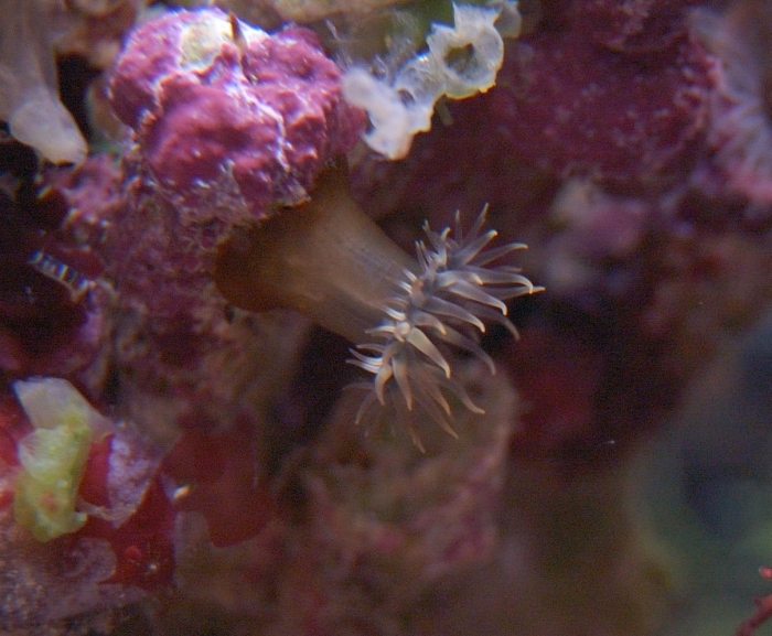 Актиния обыкновенная