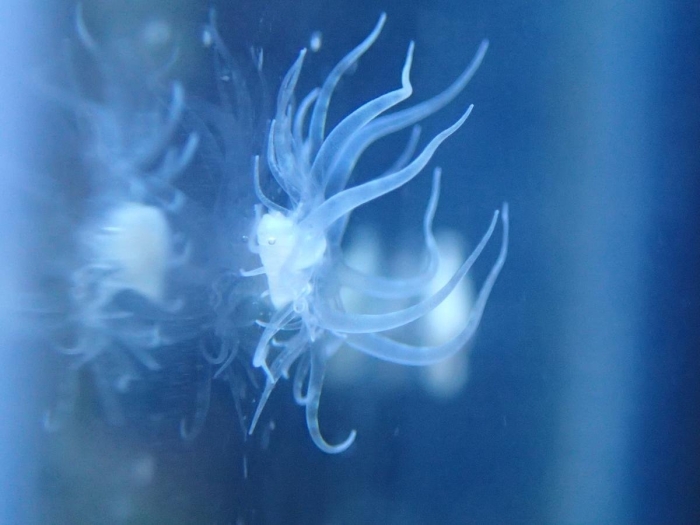 Стеклянная роза в морском аквариуме