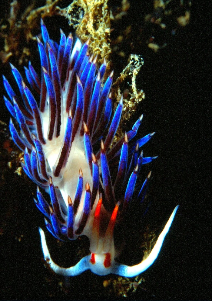 Cratena peregrina