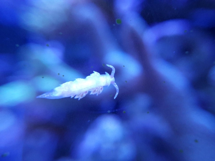 Морские слизняки