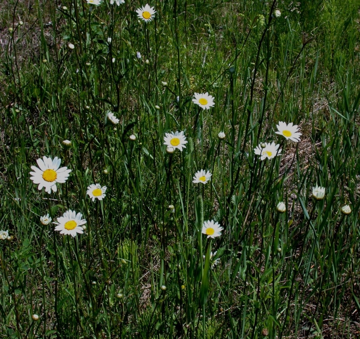 Нивяник обыкновенный фотография