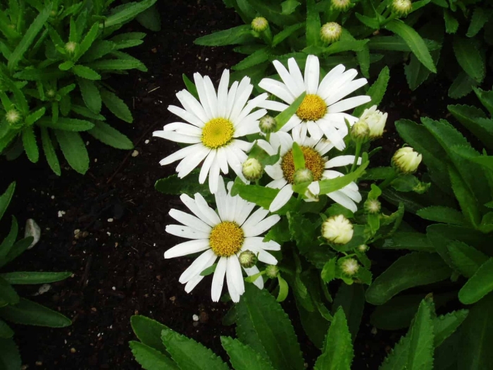 Нивяник цветок