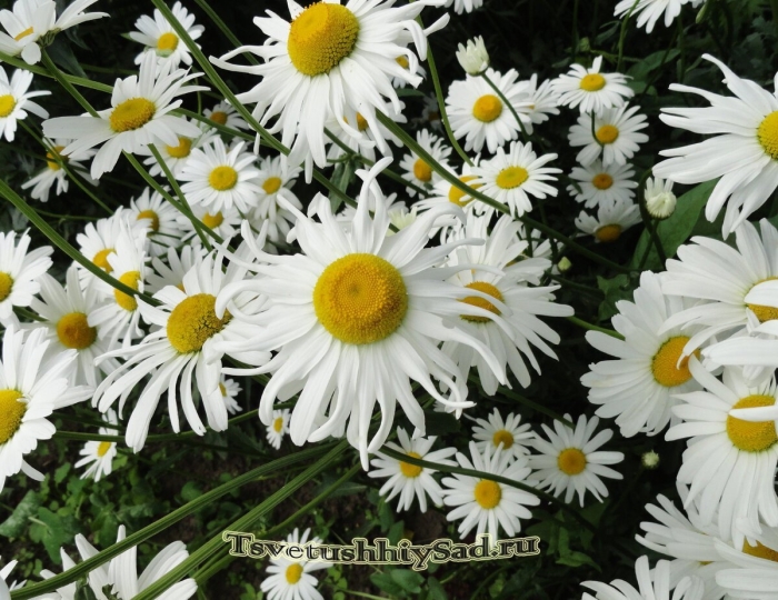 Ромашка или нивяник