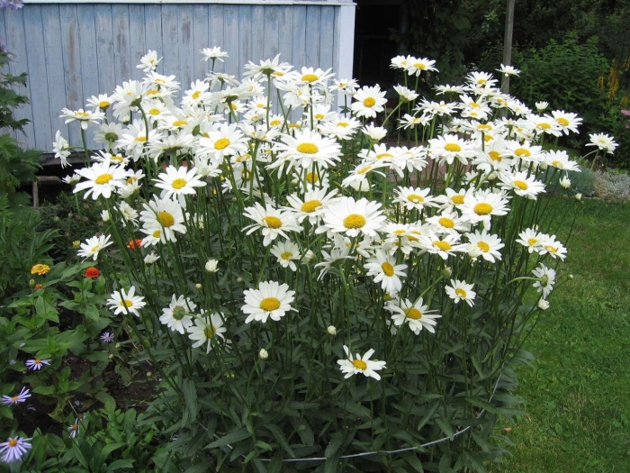 Нивяник майфилд махровый